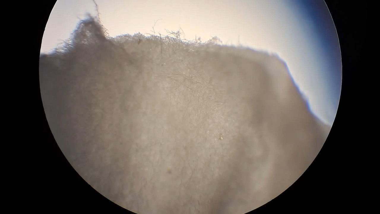 Electrospinning: Solutions of Polystyrene and Polyvinylidene Difluoride in Dimethylformamide